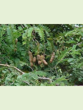 Tamarindus indica / Tamarin