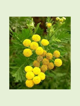 Tanacetum officinalis / Tanaisie