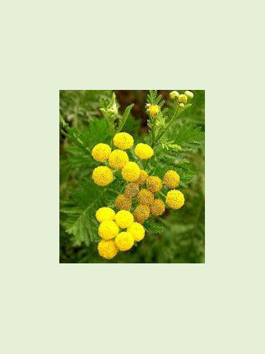 Tanacetum officinalis / Tanaisie