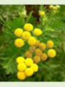 Tanacetum officinalis / Tanaisie