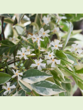 Trachelospermum jasm. variegatum  / Faux jasmin étoilé panaché