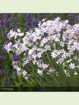 Tulbaghia purple eye