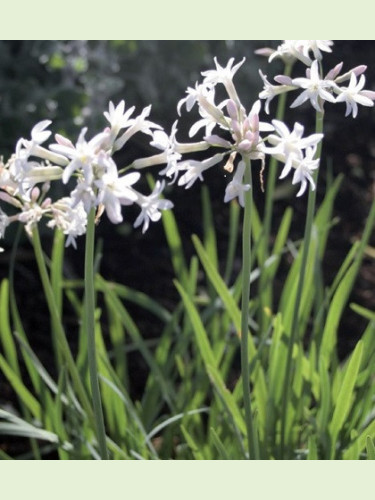 Tulbaghia alba / Ail de l'Himalaya blanche