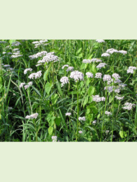 Valeriana officinalis