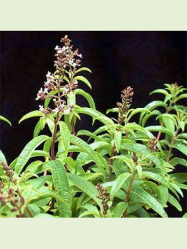 Aloysia citrodora / Verveine citronnelle