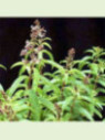 Aloysia citrodora / Verveine citronnelle