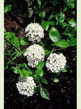 Viburnum burkwoodii