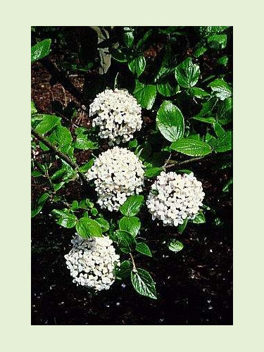 Viburnum burkwoodii