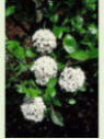 Viburnum burkwoodii