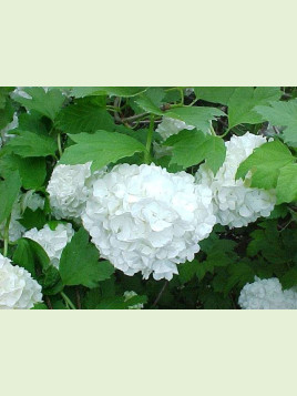 Viburnum opulus / Viorne Boule de Neige