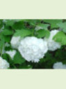 Viburnum opulus / Viorne Boule de Neige