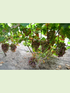 Vitis vinifera 'Liwia' / Vigne (résistante aux maladies)