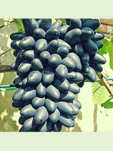 Vitis vinifera 'Damaris' / Vigne (résistante aux maladies)