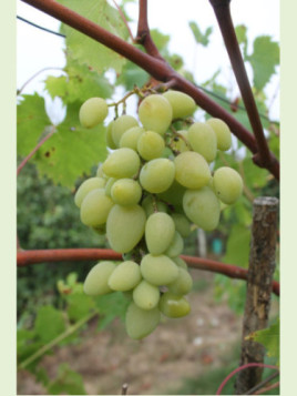 Vitis vinifera 'Bretonnière / Vigne (variété résistante)