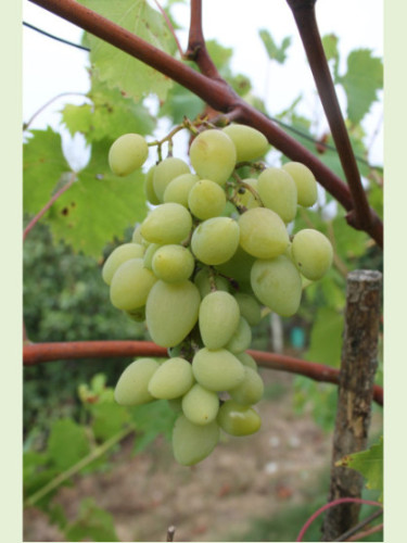 Vitis vinifera 'Bretonnière / Vigne (variété résistante)