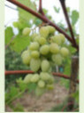 Vitis vinifera 'Bretonnière / Vigne (variété résistante)