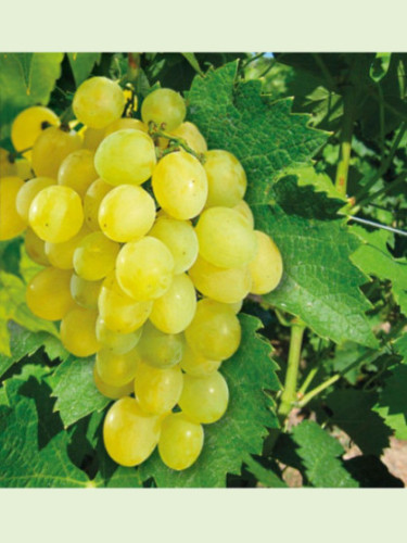 Vitis vinifera 'Chasselas doré de Fontainebleau' / Vigne