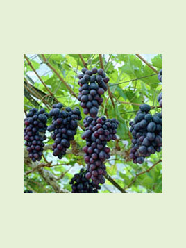 Vitis vinifera 'Isabella' / Vigne (résistante aux maladies)