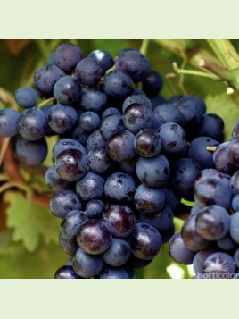 Vitis vinifera 'Bleu Garnier' / Vigne (résistante aux maladies)