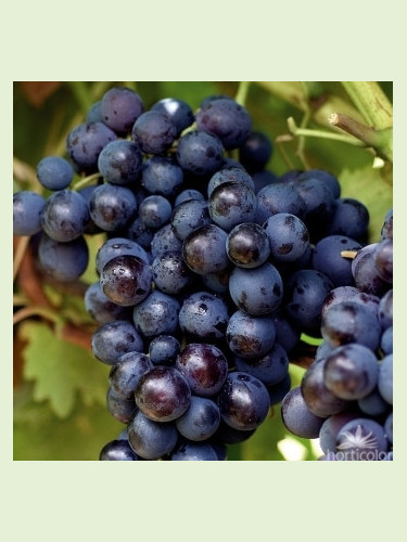 Vitis vinifera 'Bleu Garnier' / Vigne (résistante aux maladies)