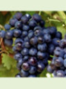 Vitis vinifera 'Bleu Garnier' / Vigne (résistante aux maladies)