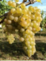 Vitis vinifera 'Noah' / Vigne (résistante aux maladies)