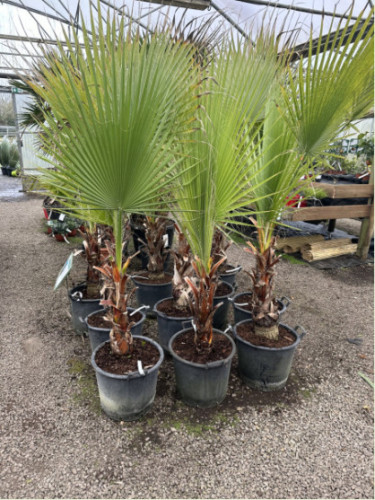 Washingtonia 'Filifera' / Palmier de Californie (vrai filifera)