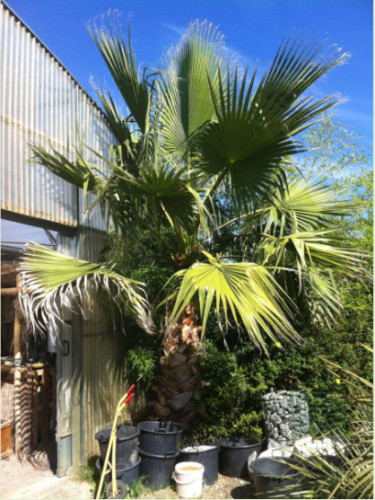 Washingtonia 'Filifera' / Palmier de Californie (vrai filifera)