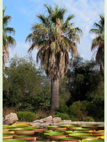 Washingtonia 'Filifera' / Palmier de Californie (vrai filifera)