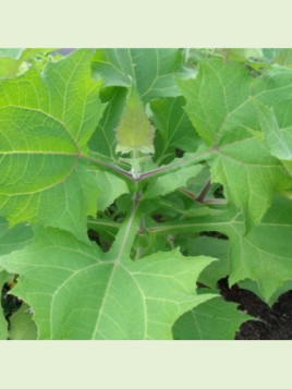 Smallanthus sonchifolius 'Red' / Yacon rouge / Poire de terre