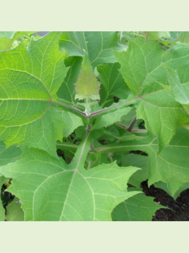 Smallanthus sonchifolius 'Red' / Yacon rouge / Poire de terre