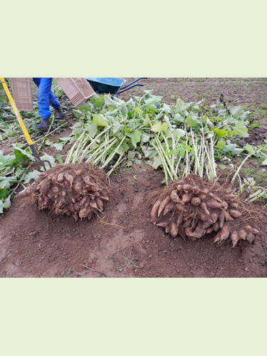 Smallanthus sonchifolius 'Red' / Yacon rouge / Poire de terre