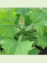 Smallanthus sonchifolius 'White' / Yacon blanc / Poire de terre