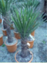 Yucca filifera