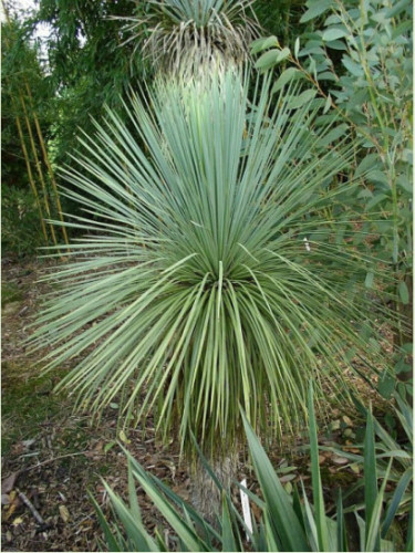 Yucca linéaris