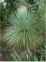 Yucca linéaris