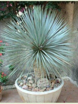 Yucca rostrata