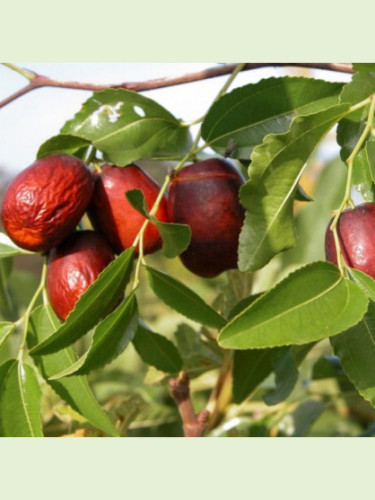 Ziziphus jujuba 'Géant de huelva' / Jujubier