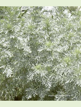 Artemisia absinthium ( absinthe )