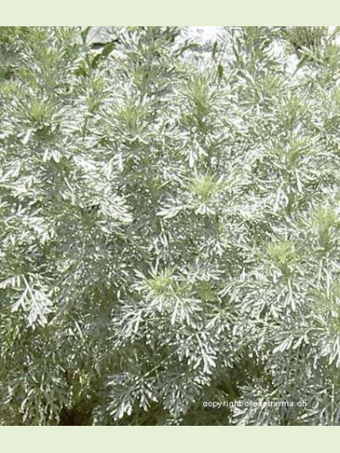 Artemisia absinthium ( absinthe )