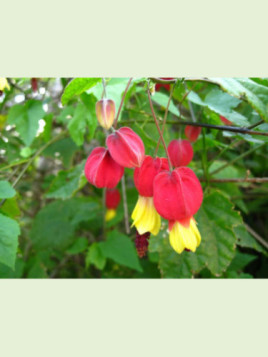 Abutilon megapotanicum / lanterne chinoise