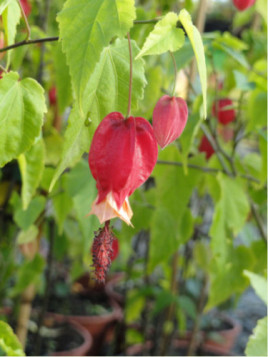 Abutilon megapotanicum / lanterne chinoise