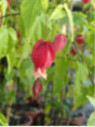 Abutilon megapotanicum / lanterne chinoise