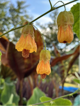 Abutilon megapoticum globosum