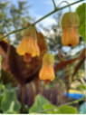 Abutilon megapoticum globosum