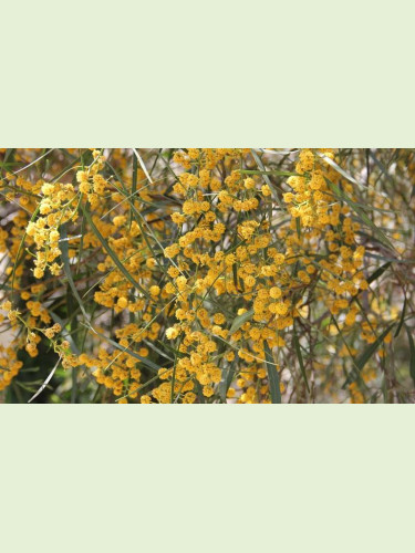 Acacia retinoïdes  / Mimosa des 4 saisons