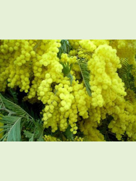 Acacia dealbata Noirmoutier/ Mimosa d'hiver