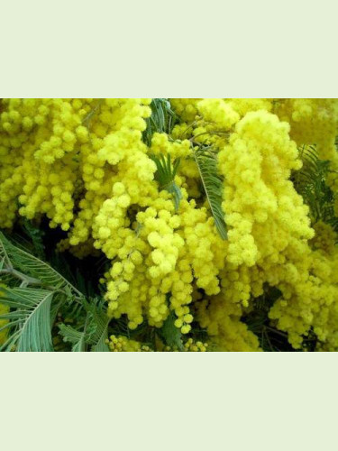 Acacia dealbata Noirmoutier/ Mimosa d'hiver