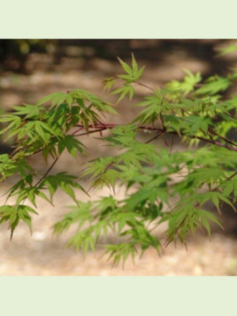 Acer palmatum / Érable du Japon