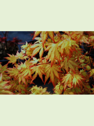 Acer palmatum 'Orange Dream' / Erable du Japon